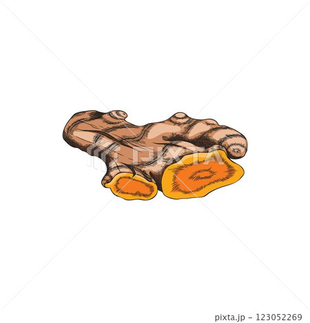 Turmeric root cut vector sketch, hand drawn Curcuma spicy spice, organic seasoning, ginger condiment, vegetable plant Turmeric root cut vector sketch, hand drawn Curcuma spicy spice, organic seasoning, ginger condiment, vegetable plant 123052269