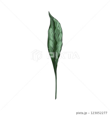 Turmeric green leaf sketch vector icon, hand drawn summer garden foliage, tea herb, medical plant, floral design element Turmeric green leaf sketch vector icon, hand drawn summer garden foliage, tea herb, medical plant, floral design element 123052277