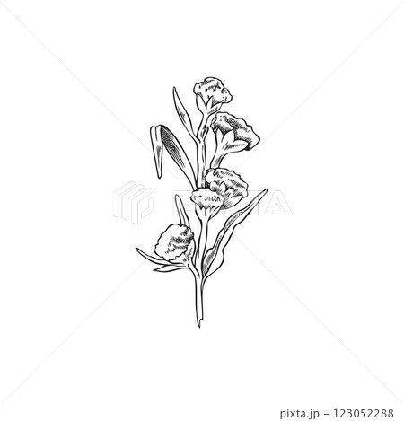 Wormwood blossom plant vector engraved sketch, hand drawn sagebrush branch with flowers leaves, medicinal Artemisia herb 123052288