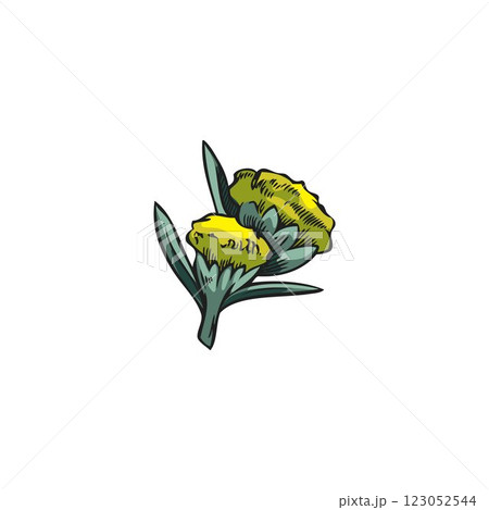 Wormwood yellow flowers sketch, vector hand drawn medical wormwood blossom plant, Artemisia sagebrush essential herb 123052544