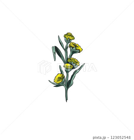 Wormwood blossom plant sketch vector icon, hand drawn sagebrush twig with flowers and leaves, Artemisia medical herb 123052548