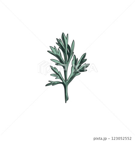 Wormwood leaf sketch, hand drawn wild sagebrush essential herb, Artemisia medicinal plant foliage vector illustration Wormwood leaf sketch, hand drawn wild sagebrush essential herb, Artemisia medicinal plant foliage vector illustration 123052552