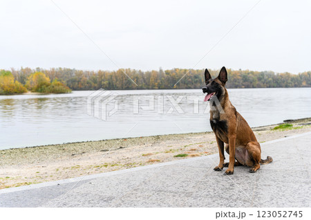 A Belgian Malinois dog sits on a paved surface near a calm lake. A Belgian Malinois dog sits on a paved surface near a calm lake. 123052745