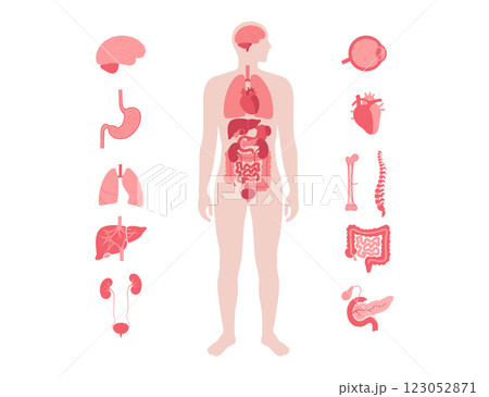 Human internal organs Human internal organs 123052871