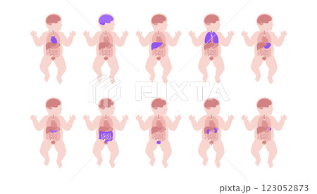 Human internal organs Human internal organs 123052873