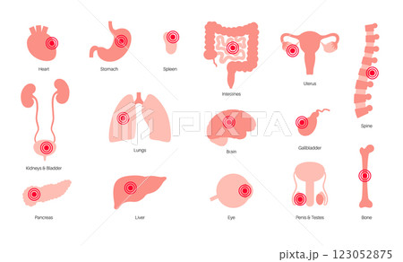 Human internal organs Human internal organs 123052875
