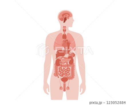 Human internal organs 123052884
