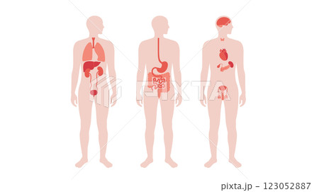 Human internal organs Human internal organs 123052887
