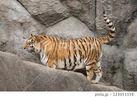 登坂でシッポを立てるトラ 登坂でシッポを立てるトラ 123053339
