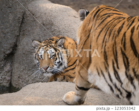 母に驚くトラの子 123053342