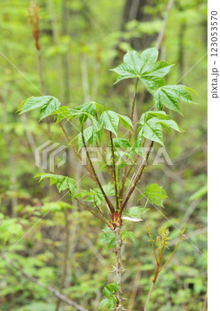 コシアブラ 123053570