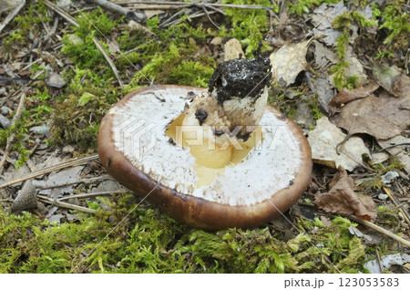 ヌメリイグチ 123053583