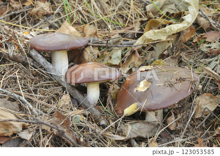 ヌメリイグチ 123053585