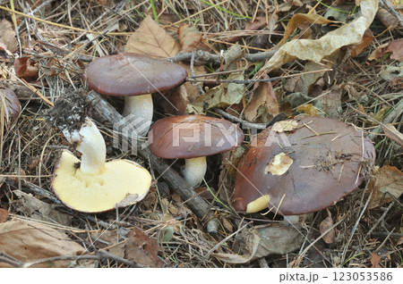 ヌメリイグチ ヌメリイグチ 123053586