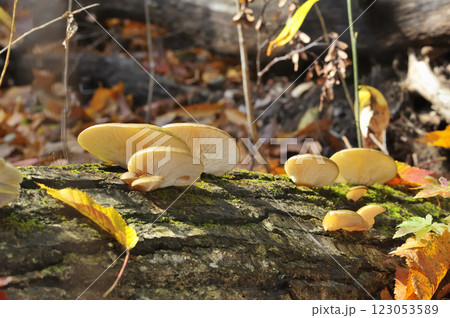 ムキタケ ムキタケ 123053589