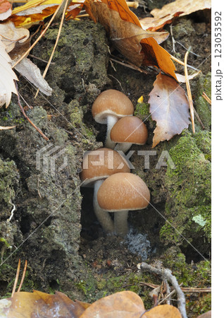 ムササビタケ 123053592