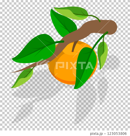 3D Isometric Flat Set of Apricots and Elements. Item 3 3D Isometric Flat Set of Apricots and Elements. Item 3 123053806