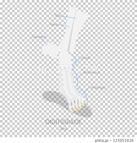 3D Isometric Flat  Illustration of Comparison of Plantigrade, Digitigrade and Unguligrade. Item 2 123053816