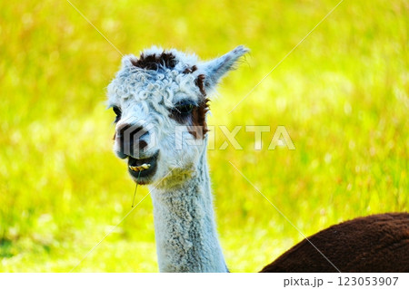 アルパカ　(北海道恵庭市 えこりん村) 123053907