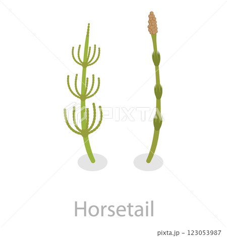 3D Isometric Flat Set of Astringent Herbs. Item 7 3D Isometric Flat Set of Astringent Herbs. Item 7 123053987