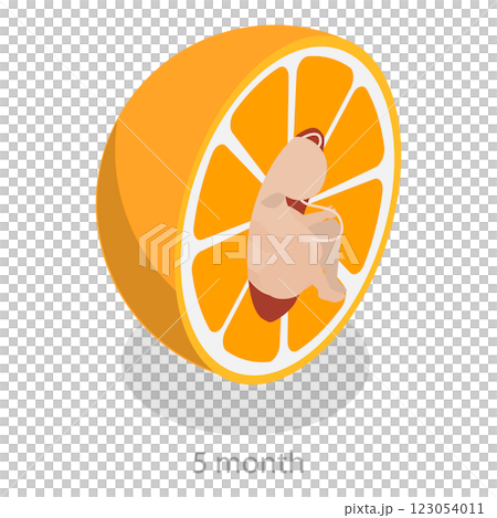 3D Isometric Flat  Illustration of Embryo Monthly Growth Stages. Item 4 123054011