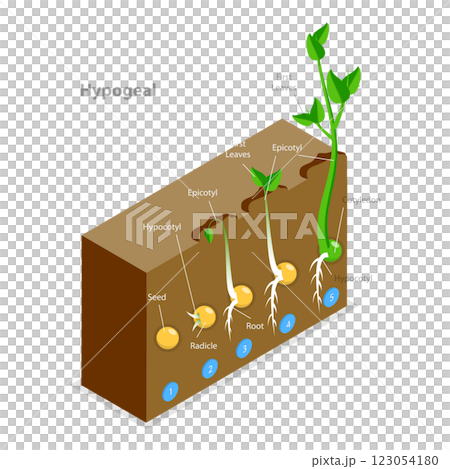 3D Isometric Flat  Illustration of Seed Germination. Item 2 123054180