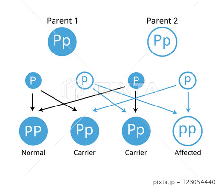 Mendelian genetics, the three possible genetic conditions for a trait inherited in a recessive manner Mendelian genetics, the three possible genetic conditions for a trait inherited in a recessive manner 123054440