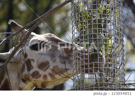 餌を食べるキリン 123054851