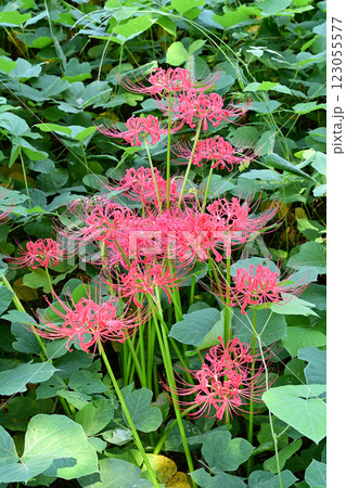 土手に群生する葛の下から力強く花茎を伸ばして花を咲かせた彼岸花 123055577
