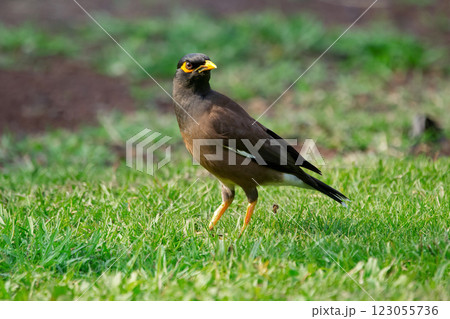 Common myna is foraging on the green grass in tropical garden. 123055736