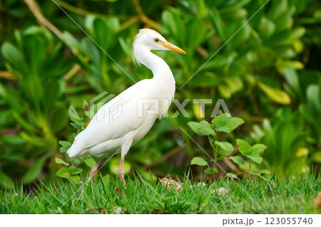 White bird Western cattle-egret is walking in grass. 123055740