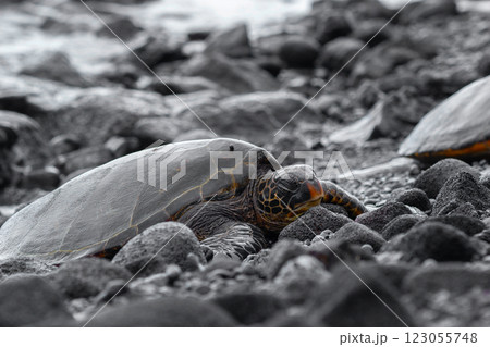 Hawaiian green sea turtle is resting on black rocks. 123055748