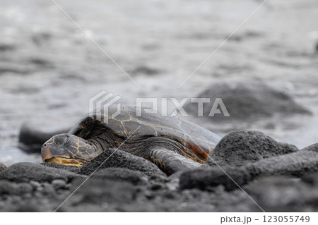 Hawaiian green sea turtle is resting on black rocks. Hawaiian green sea turtle is resting on black rocks. 123055749
