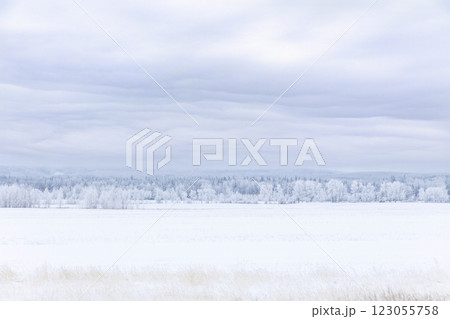 White winter landscape in prairies with field and trees in snow. 123055758