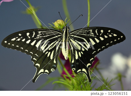 ナミアゲハ蝶 ナミアゲハ蝶 123056151
