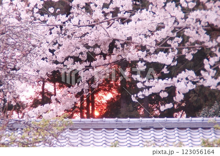 燃える桃色(2018.3.28) 桜手帖 太田市の世良田東照宮 桜と夕陽のマリアージュ 春のお知らせ 123056164