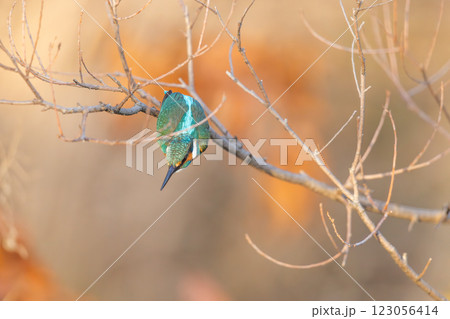 美しいカワセミの瞬間 123056414
