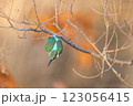 美しいカワセミの瞬間 123056415