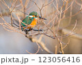 美しいカワセミの瞬間 123056416