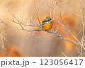 美しいカワセミの瞬間 123056417