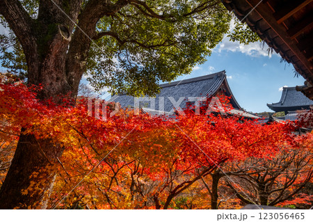 東福寺の紅葉　京都府京都市東山区 123056465