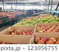 市場に並ぶ新鮮な野菜 123056755