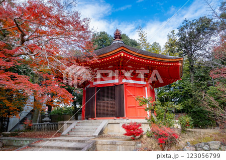 東福寺の紅葉 愛染堂 京都府京都市東山区 東福寺の紅葉 愛染堂 京都府京都市東山区 123056799