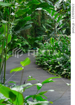 Tropical garden and paved path among trees and flowers. 123056822