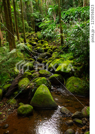 Water stream running among mossy green rocks in the rainforest. 123056823