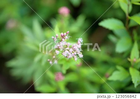 秋の七草　咲始め　藤袴の花 123056842