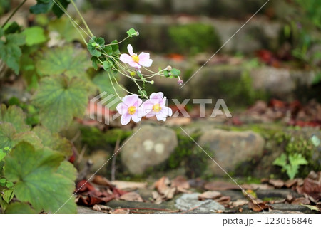風情 秋花 秋明菊の花 風情 秋花 秋明菊の花 123056846