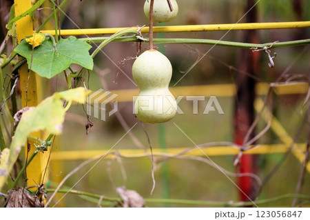 ヒョウタンの実 ヒョウタンの実 123056847