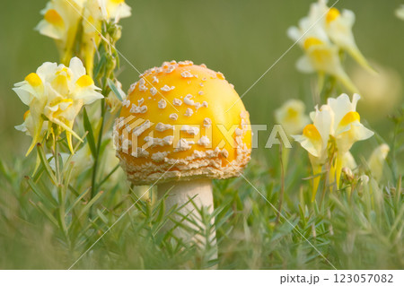 Cute and bright yellow mushroom Amanita muscaria (fly agaric) with round cap grows in green grass among yellow wildflowers Yellow toadflax. 123057082