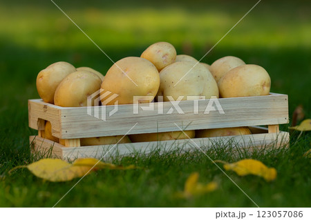 Yukon gold potatoes in the wooden crate on the green lawn 123057086